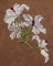 BFC1620 Ernst Haeckel's Orchids