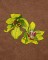BFC1620 Ernst Haeckel's Orchids