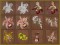 BFC1620 Ernst Haeckel's Orchids