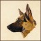 BFC30389 German Sheperd