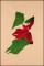 BFC1623 Large Poinsettia