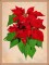 BFC1623 Large Poinsettia