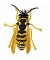 RMG163 WASP