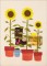 BFC1633 Gardening Quilt Collection - The Tool Shed