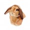 BFC1644 Three Bunny Portraits