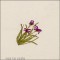 BFC1645 Gardening Quilt Collection - The Arboretum