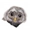 BFC1647 Three Baby Owl Portraits