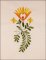 BFC1648 Floral Motifs for Spring - 04