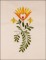 BFC1648 Floral Motifs for Spring