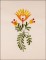 BFC1648 Floral Motifs for Spring