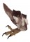 BFC1649 Large Baby Owl
