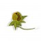BFC1650 3D FSL Flower Picture