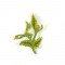 BFC1650 3D FSL Flower Picture