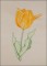 BFC1651 Sheer Tulips