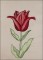 BFC1651 Sheer Tulips