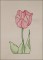BFC1651 Sheer Tulips