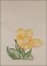 BFC1651 Sheer Tulips