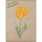 BFC1651 Sheer Tulips