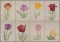 BFC1651 Sheer Tulips