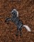 BFC1655 Embellished Horses