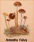 BFC1661 Vintage Mushrooms