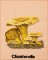 BFC1661 Vintage Mushrooms
