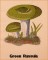 BFC1661 Vintage Mushrooms
