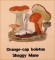 BFC1661 Vintage Mushrooms