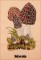 BFC1661 Vintage Mushrooms