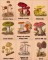 BFC1661 Vintage Mushrooms