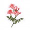 BFC1663 Delicate Roses