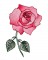 BFC1663 Delicate Roses