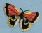 BFC0167 Butterfly Pack
