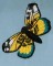 BFC0167 Butterfly Pack