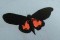 BFC0167 Butterfly Pack