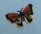 BFC0167 Butterfly Pack