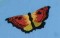 BFC0167 Butterfly Pack