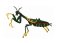 RMG167  Praying Mantis