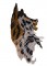 BFC1672 Large Jaguar Portrait