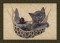 BFC1689 Large Kitten in a Hammock
