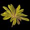 BFC1707 Fractilicious Florals - 09