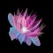 BFC1707 Fractilicious Florals - 11