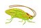 RMG172 Katydid