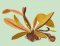 BFC1721 Haeckel's Orchid and 3 Brazilian Hummingbirds