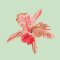 BFC1721 Haeckel's Orchid and 3 Brazilian Hummingbirds