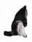BFC1753 Large Seated Cat "Are you trying to tell me something"