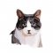 BFC1753 Large Seated Cat "Are you trying to tell me something"