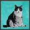 BFC1753 Large Seated Cat "Are you trying to tell me something"