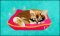 Goldfish Dreaming
