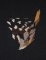 BFC1766 Large Eagle Owl Portrait